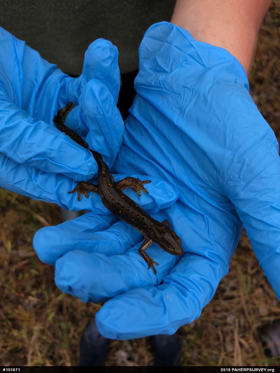 Red-spotted Newt