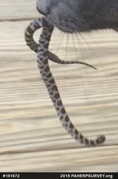 Eastern Milksnake