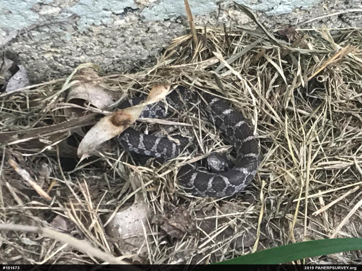 Eastern Milksnake
