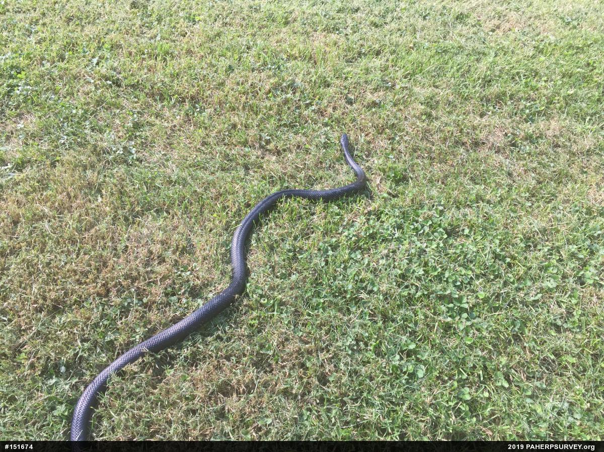 Eastern Ratsnake