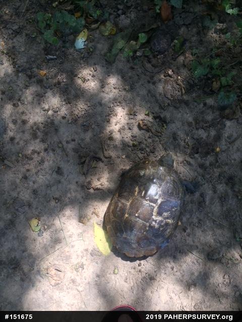 Diamondback Terrapin