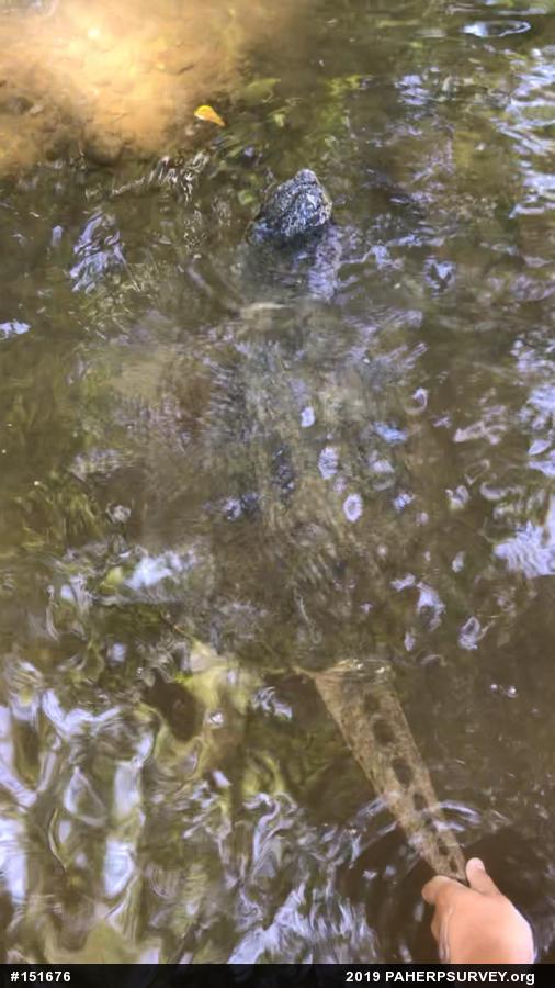 Snapping Turtle
