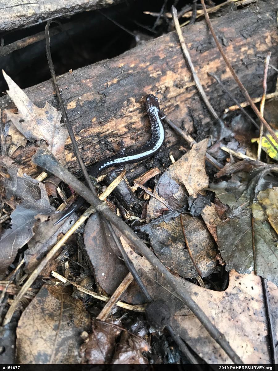 Eastern Red-backed  Salamander