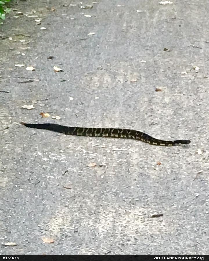Timber Rattlesnake
