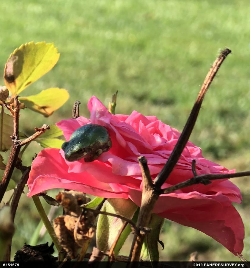 Unknown Gray Treefrog