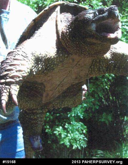 Snapping Turtle