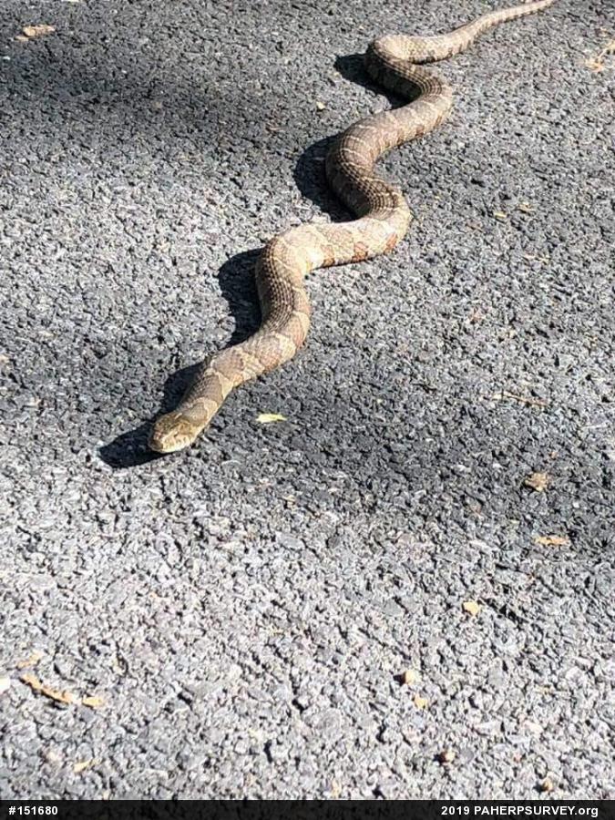 Northern Watersnake