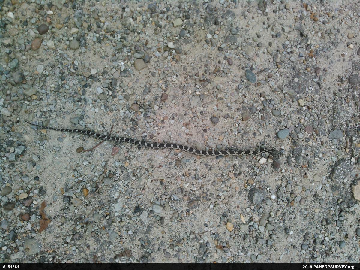 Eastern Ratsnake