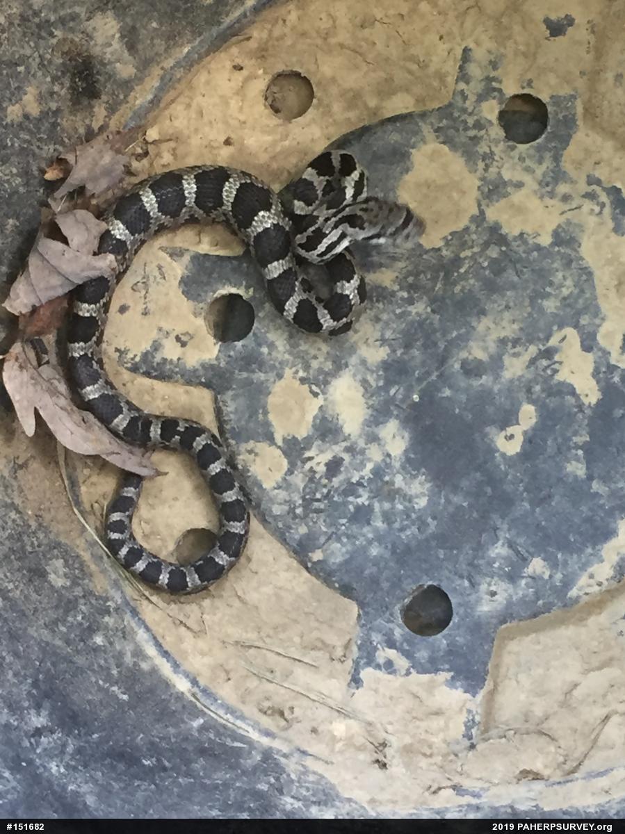 Eastern Ratsnake