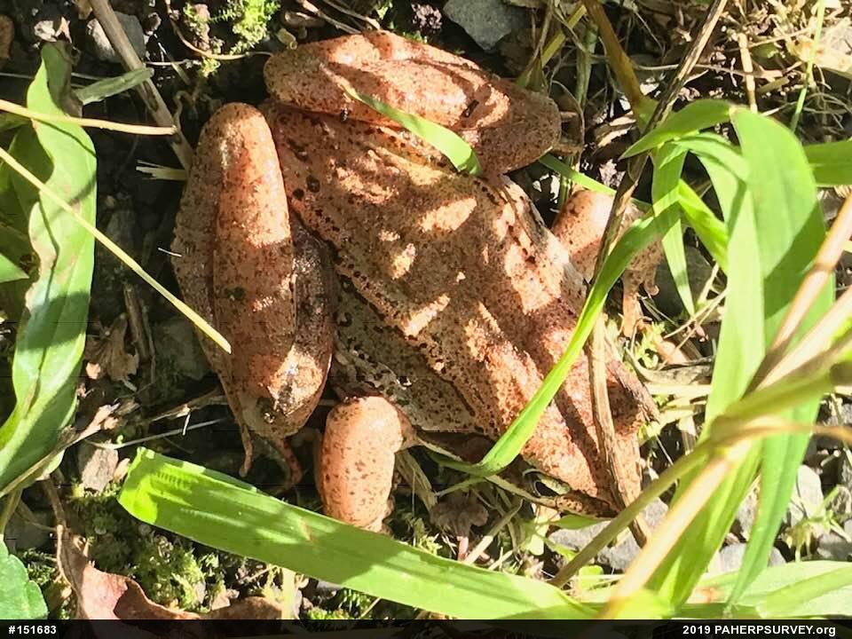 Wood Frog