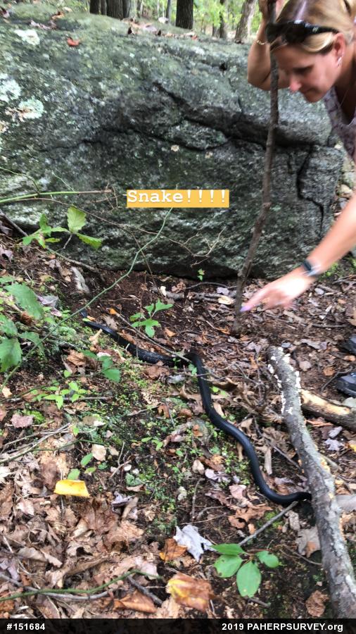 Eastern Ratsnake
