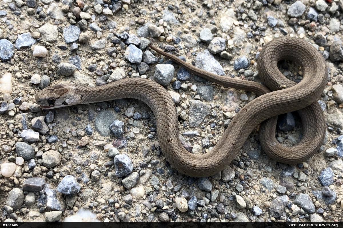 Dekay's Brownsnake