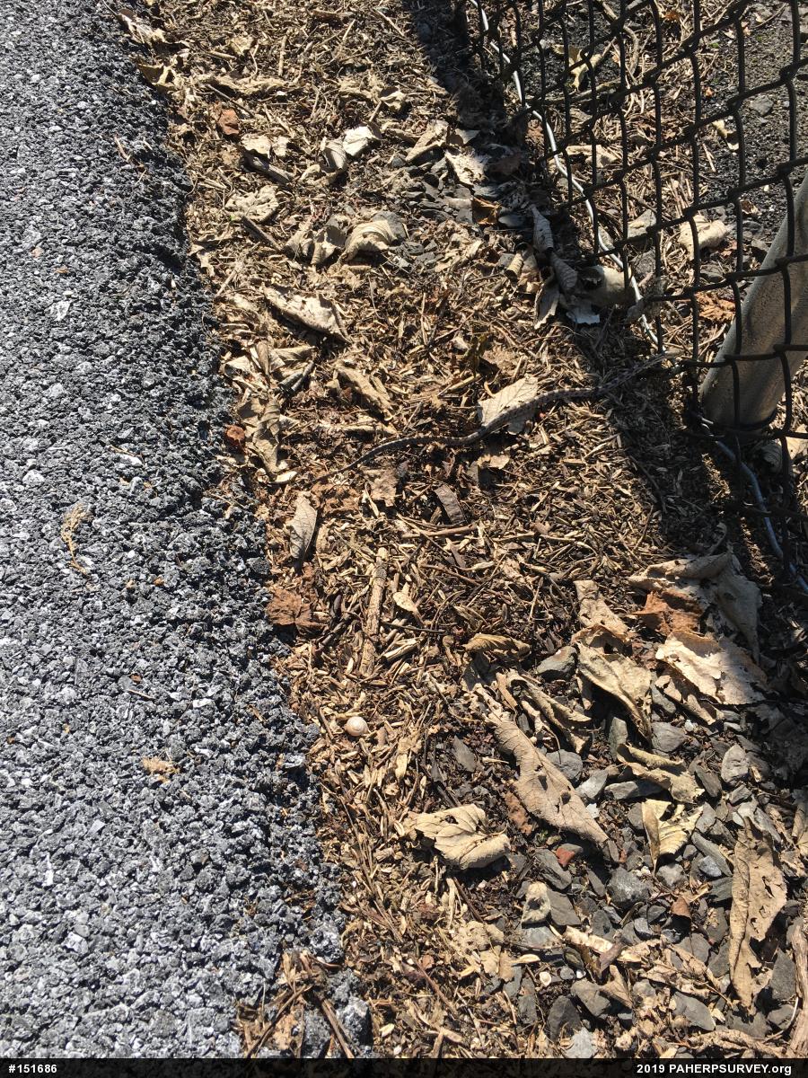 Eastern Ratsnake