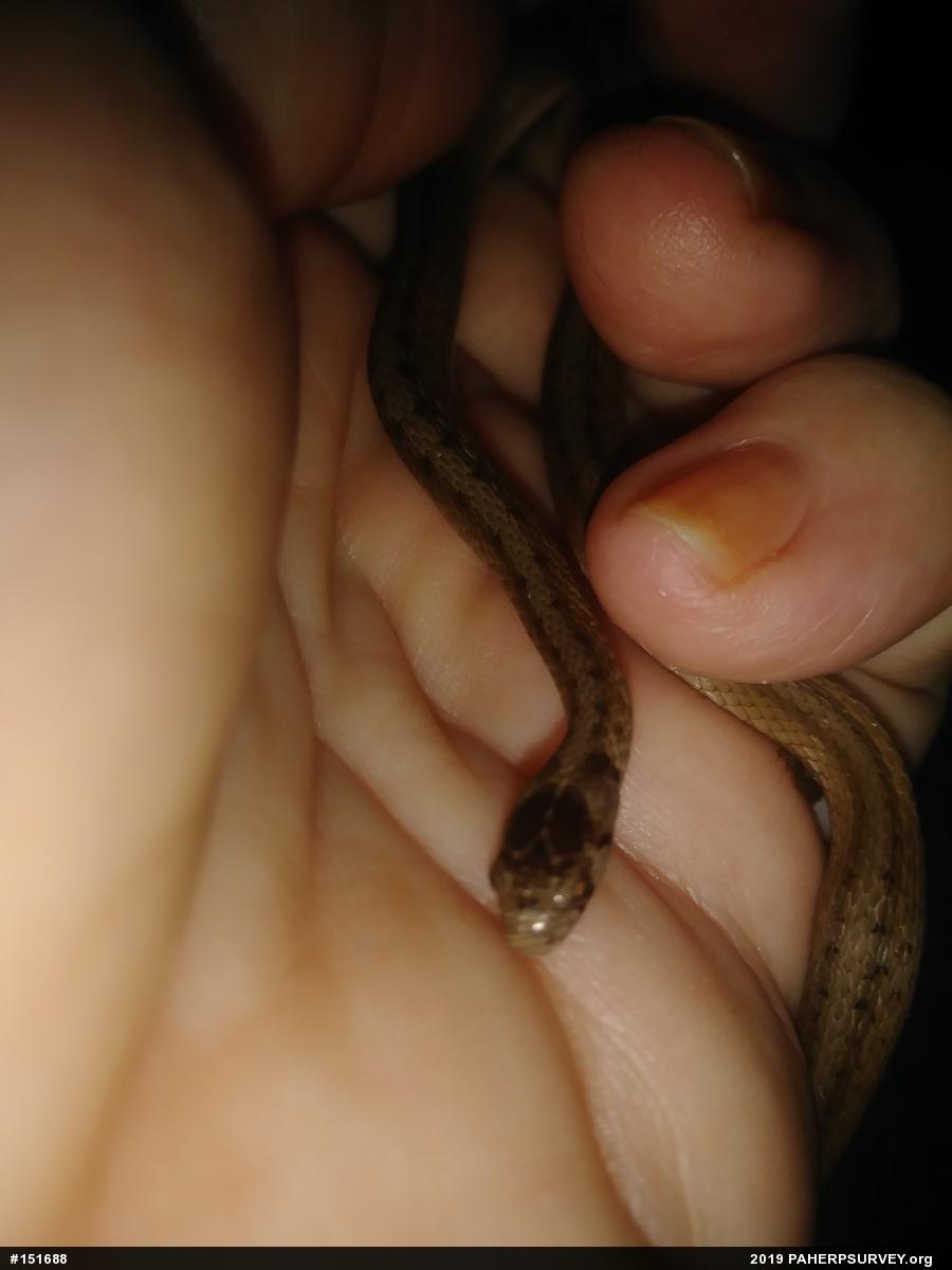 Dekay's Brownsnake