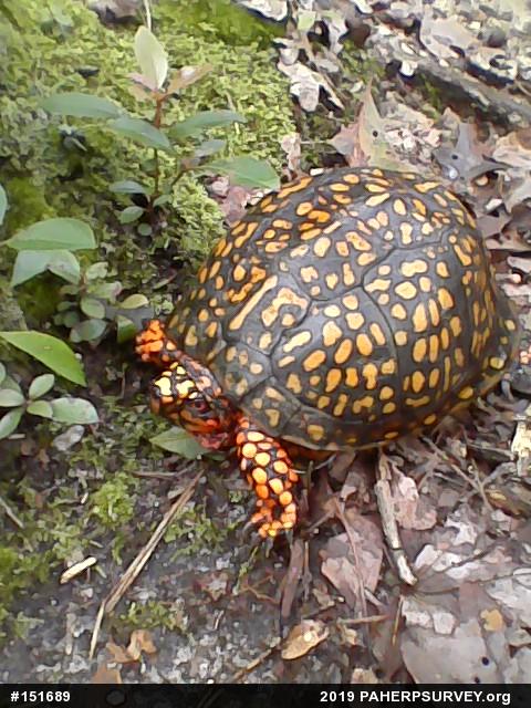 Eastern Box Turtle