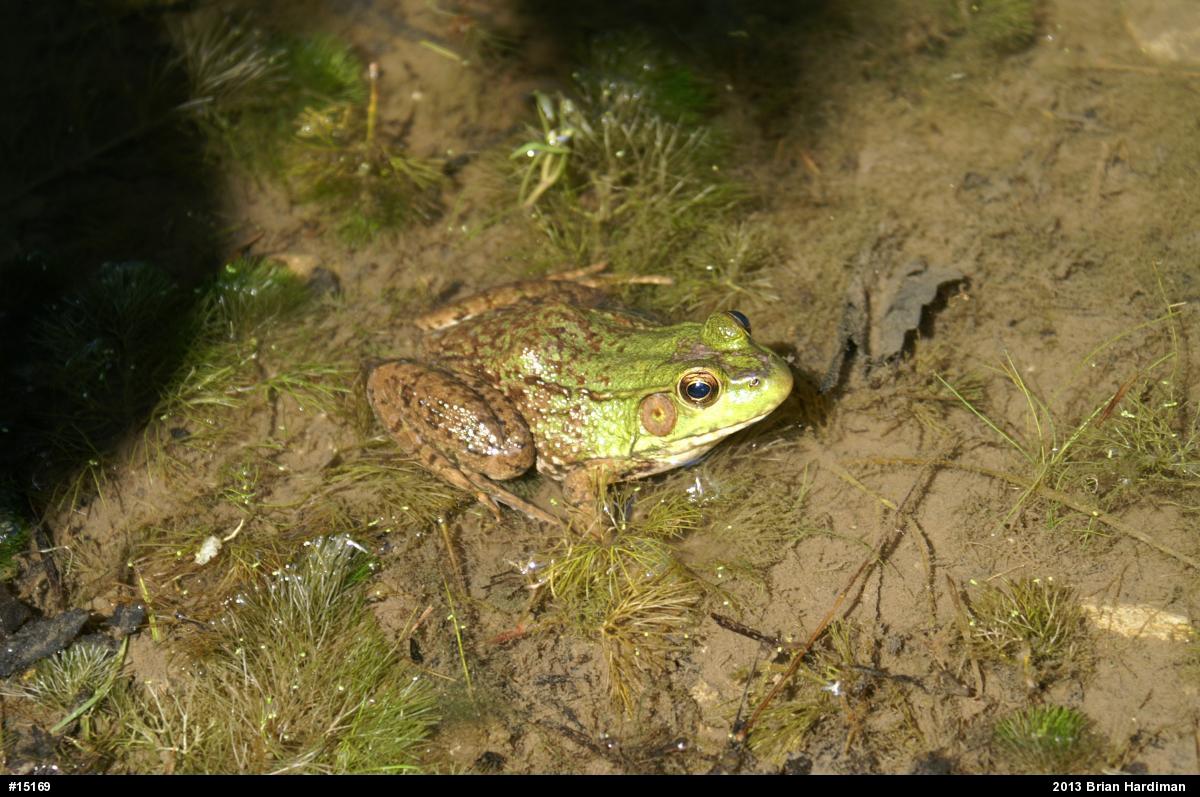 Green Frog
