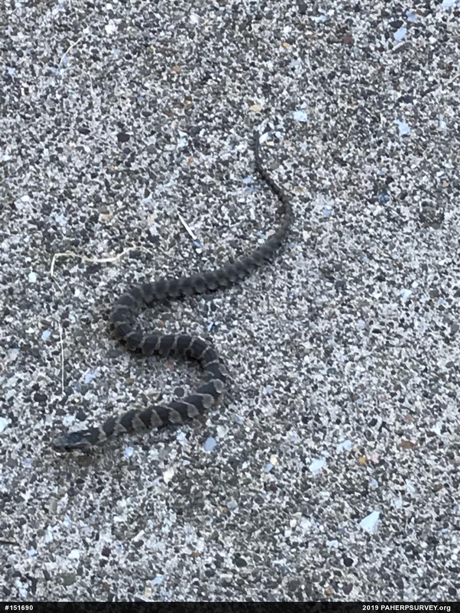Northern Watersnake