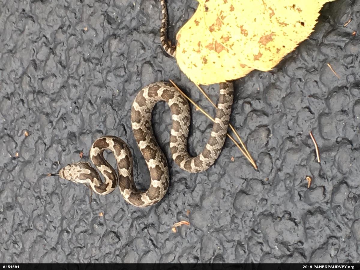 Eastern Ratsnake