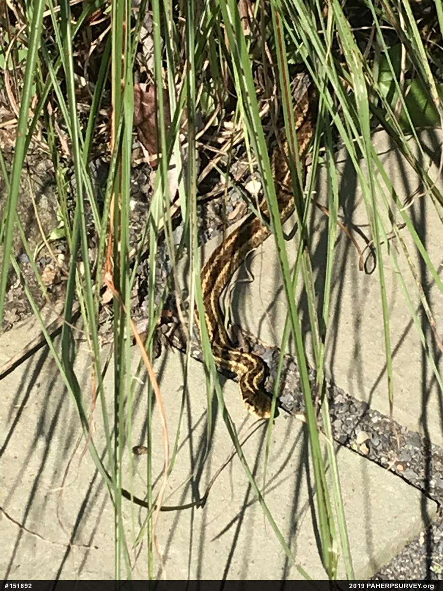 Eastern Gartersnake
