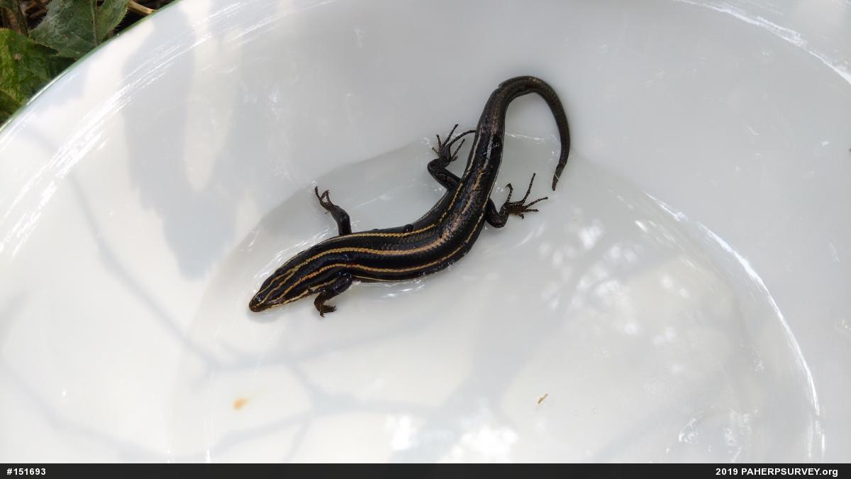 Common Five-lined Skink