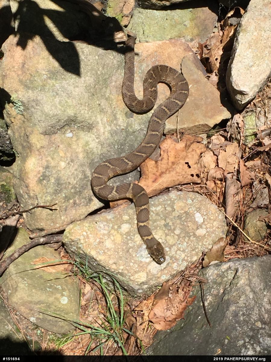 Northern Watersnake