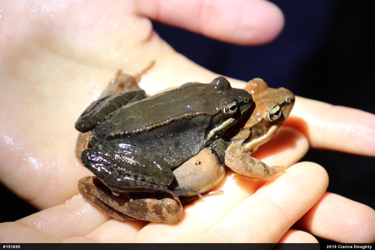 Wood Frog