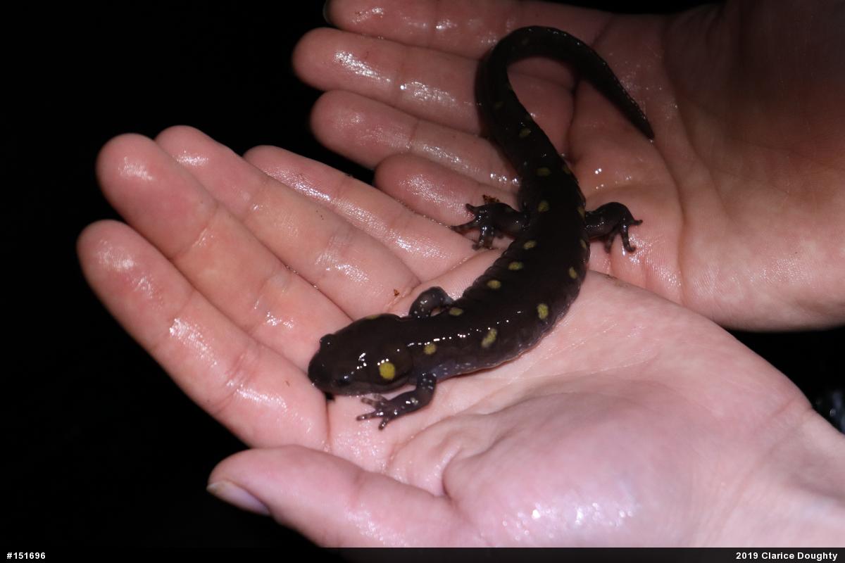 Spotted Salamander