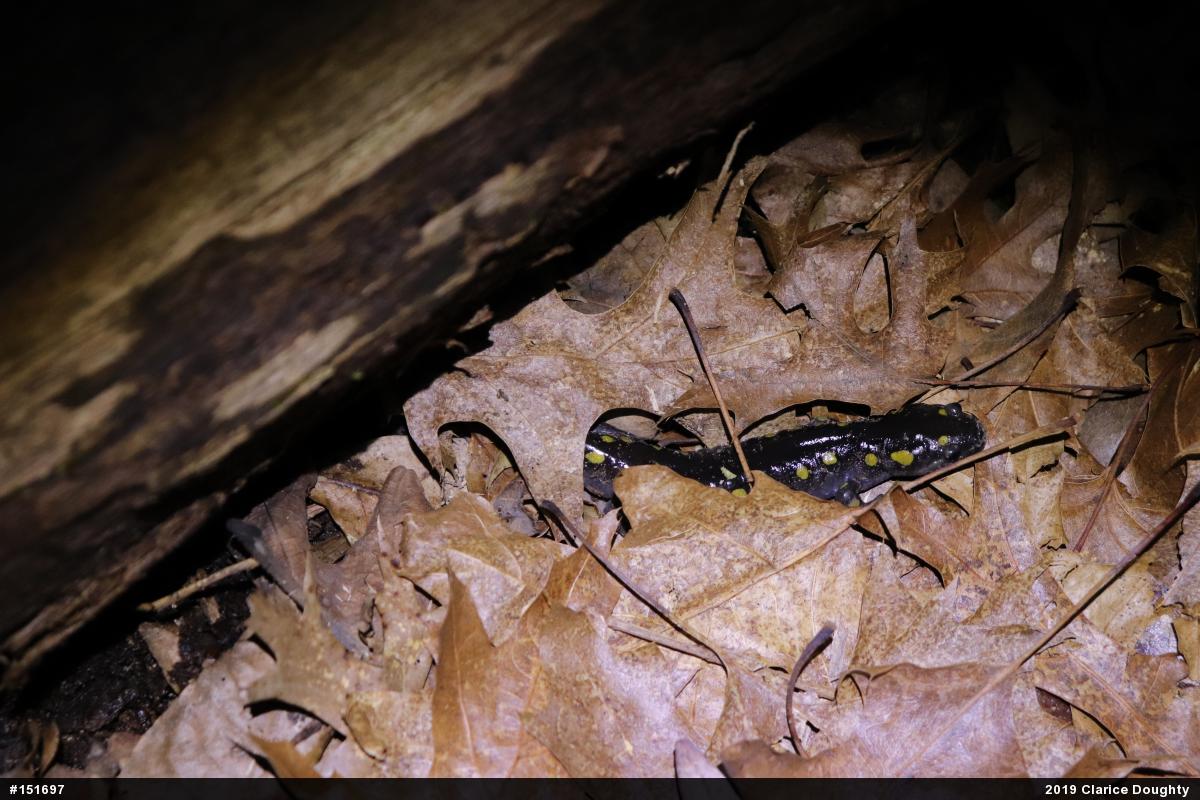 Spotted Salamander