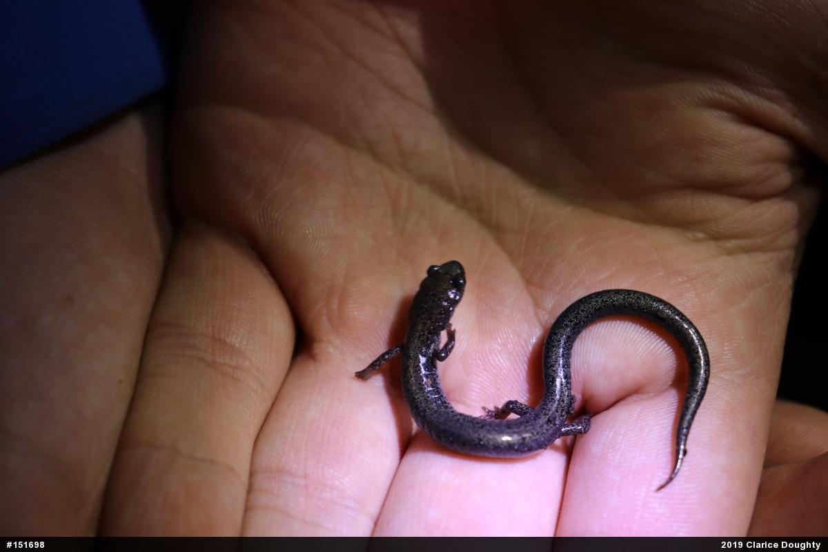 Woodland Salamanders