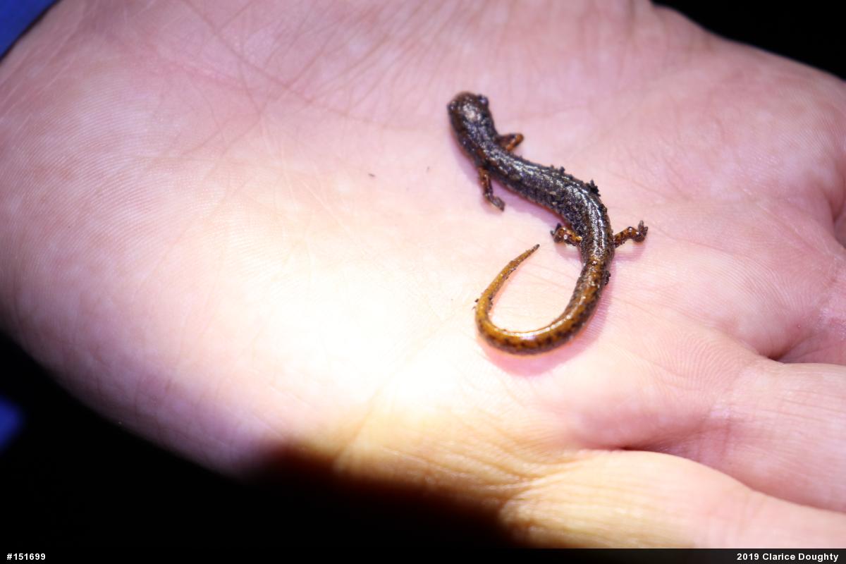 Four-toed Salamander