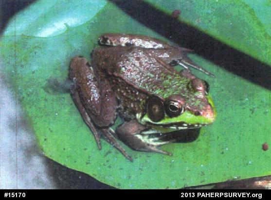 Green Frog