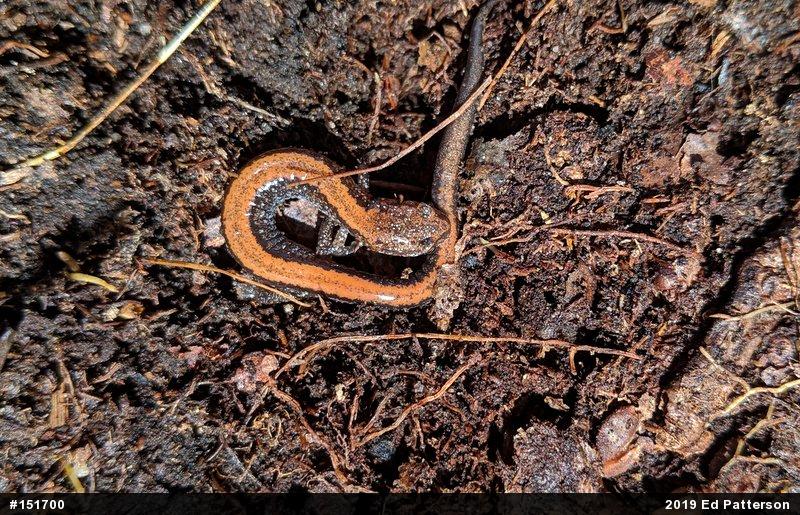 Eastern Red-backed  Salamander