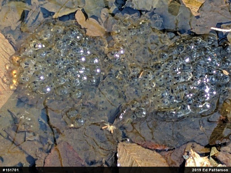 Wood Frog