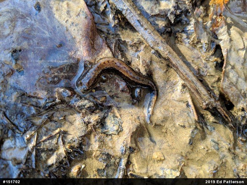 Allegheny Mountain Dusky Salamander