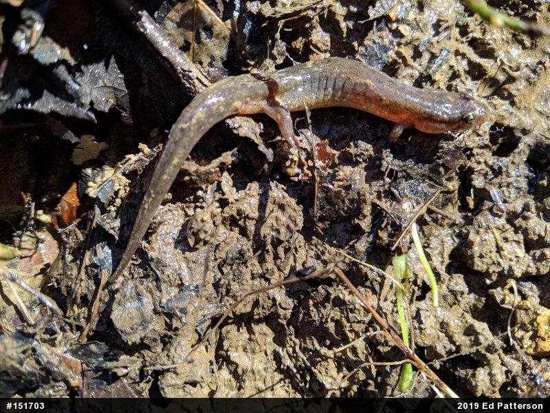 Northern Dusky Salamander