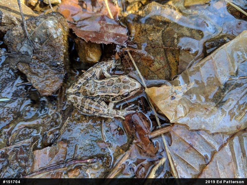 Pickerel Frog
