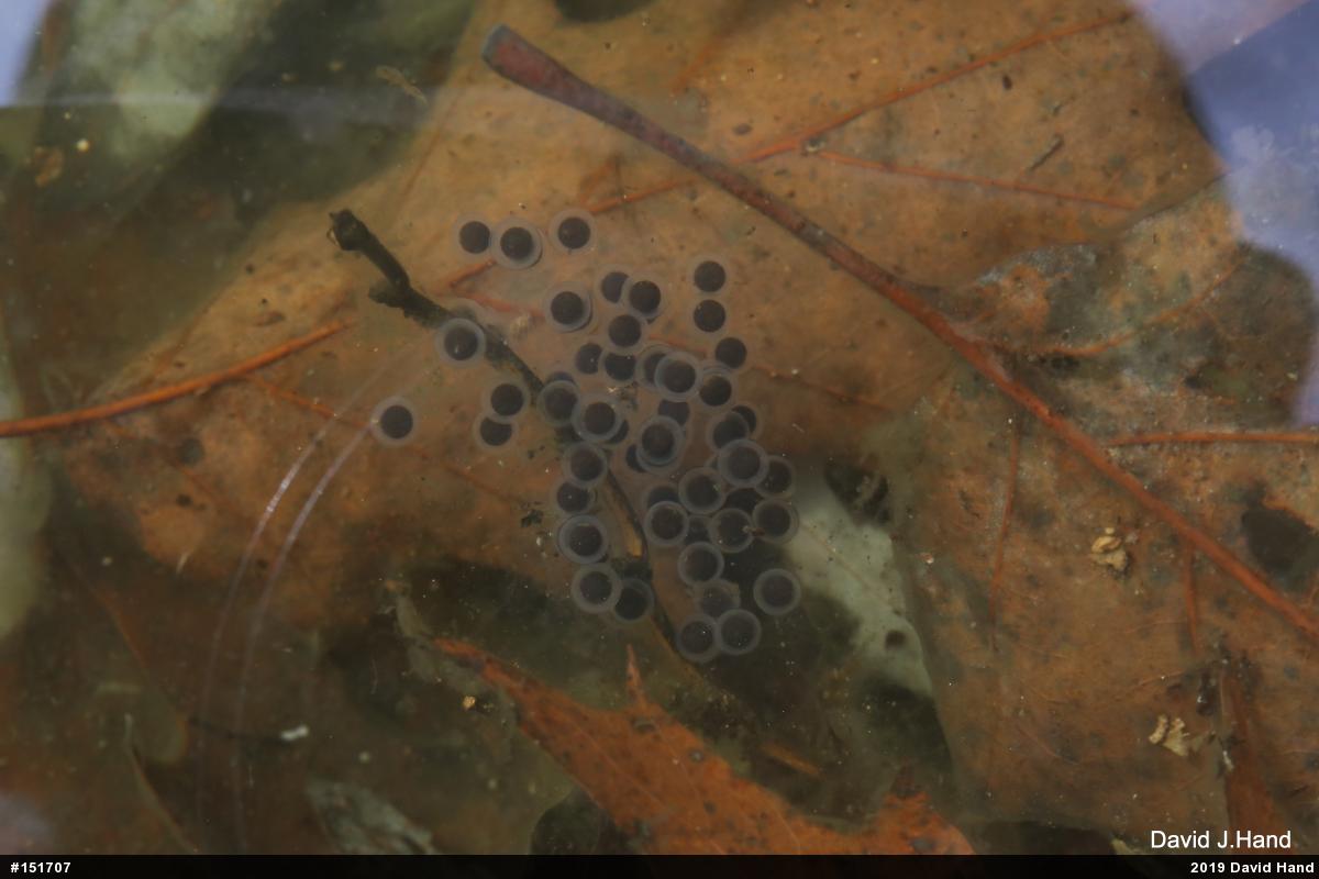 Jefferson Salamander