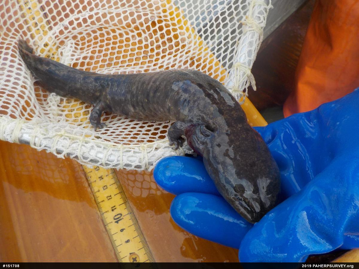 Common Mudpuppy