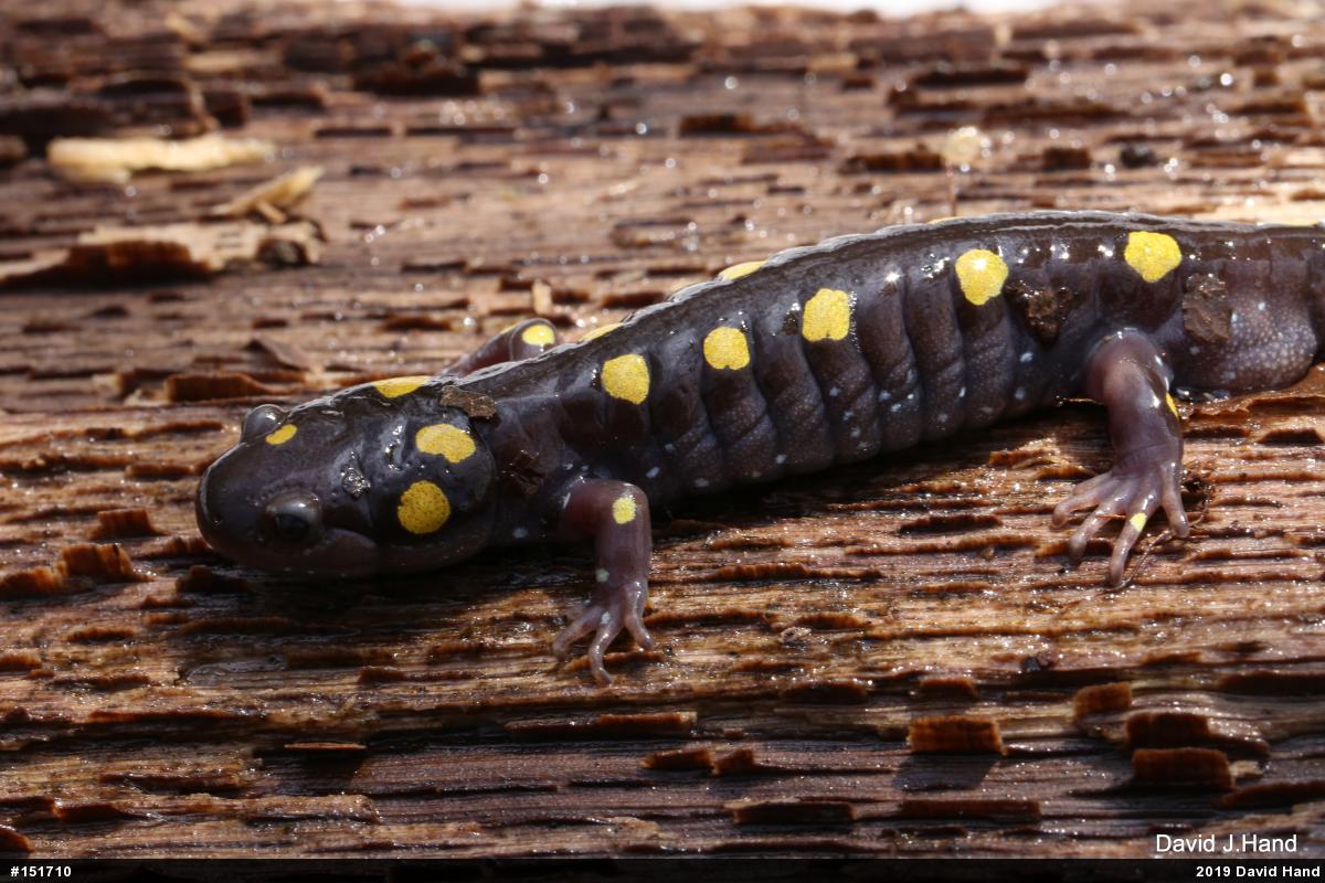 Spotted Salamander