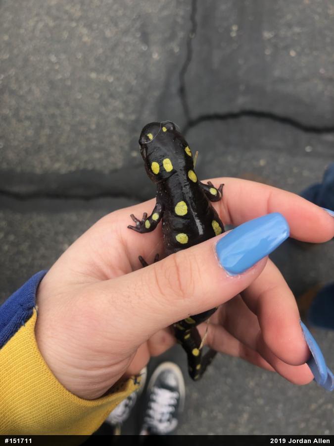 Spotted Salamander