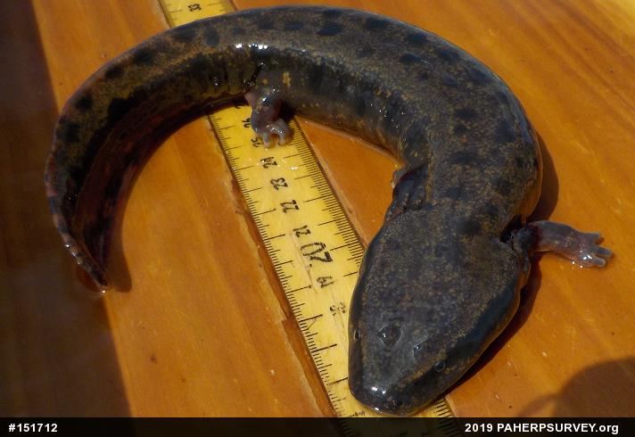 Common Mudpuppy