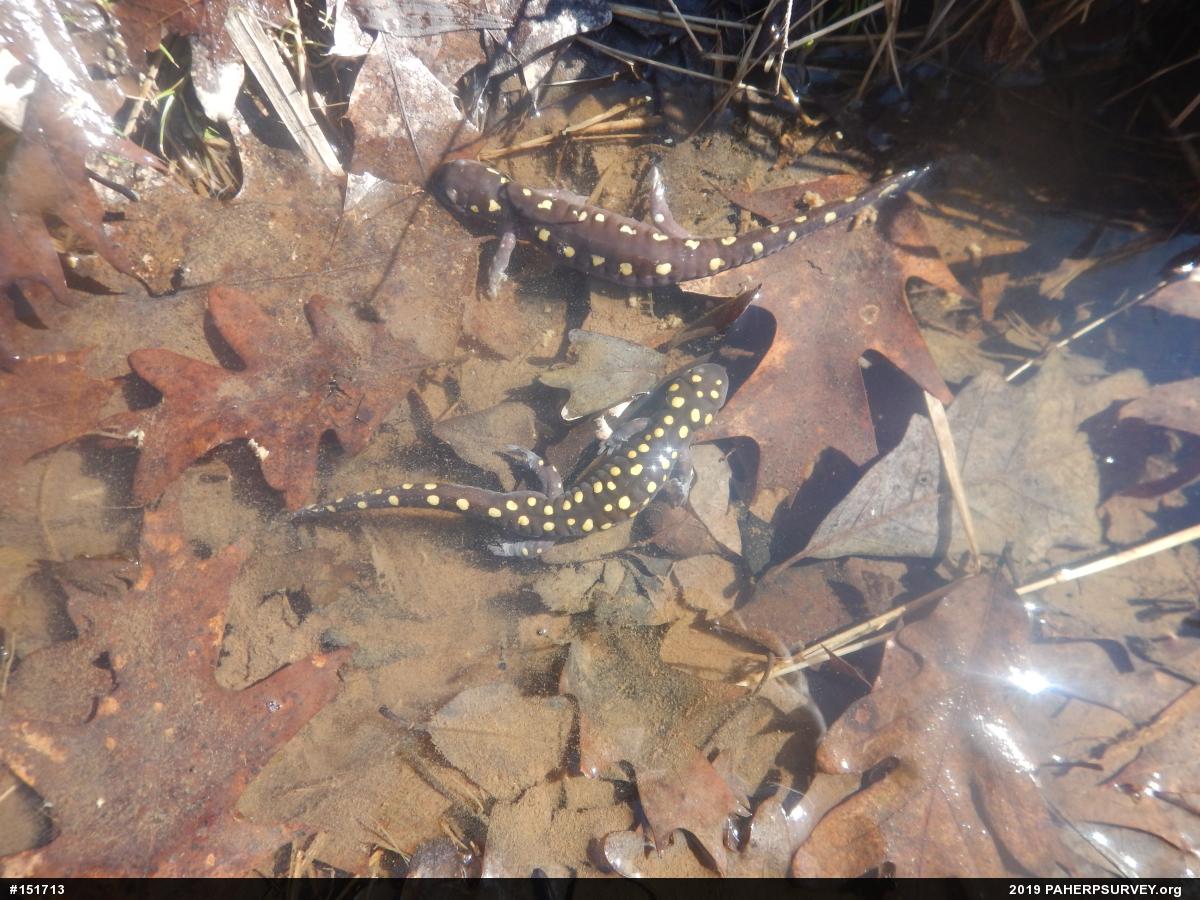 Spotted Salamander