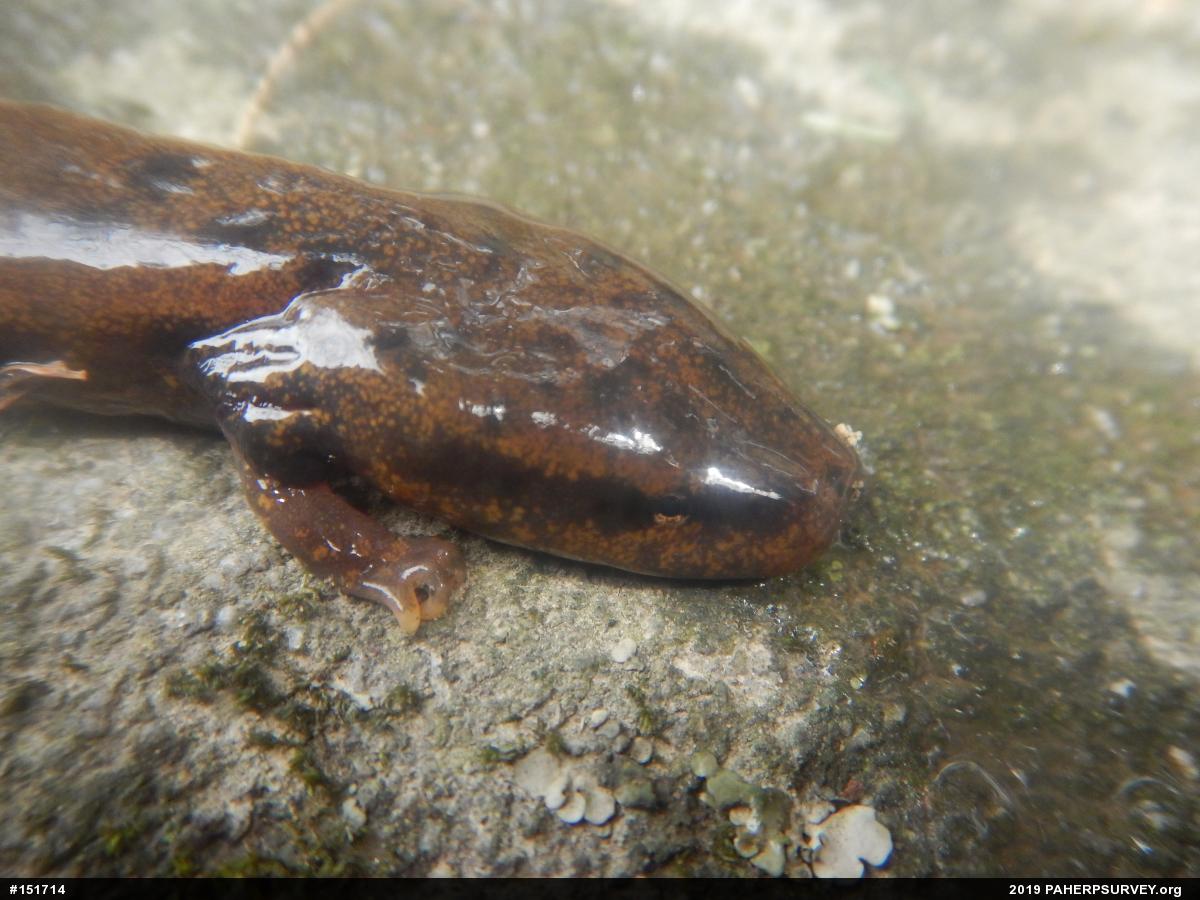Common Mudpuppy