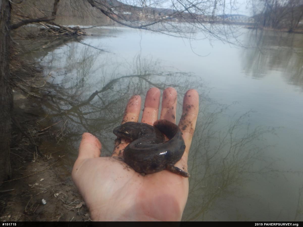 Common Mudpuppy