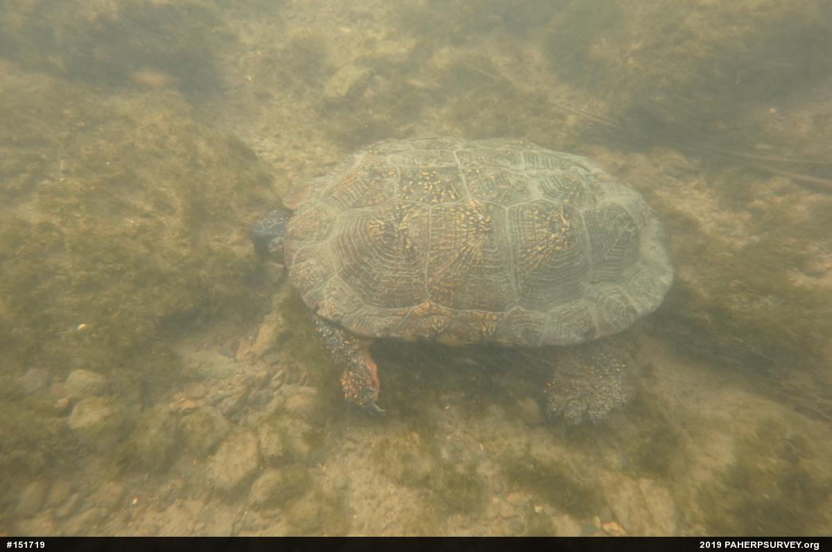 Wood Turtle