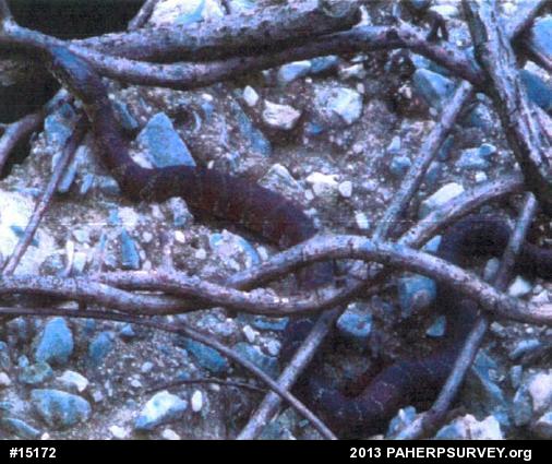 Northern Watersnake