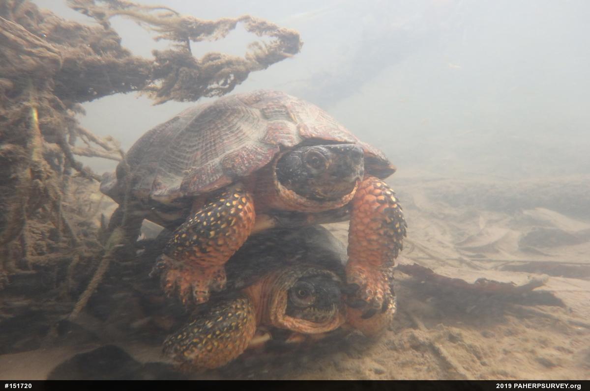 Wood Turtle
