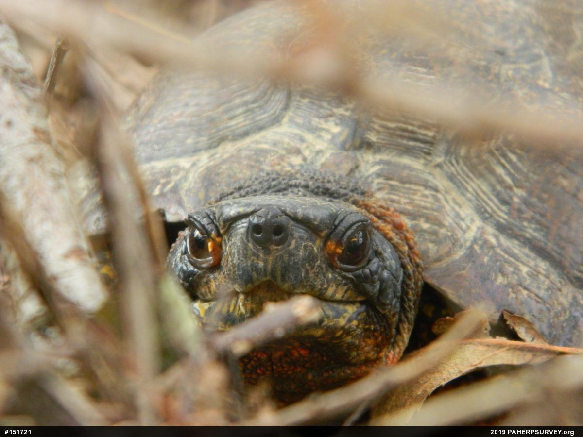 Wood Turtle