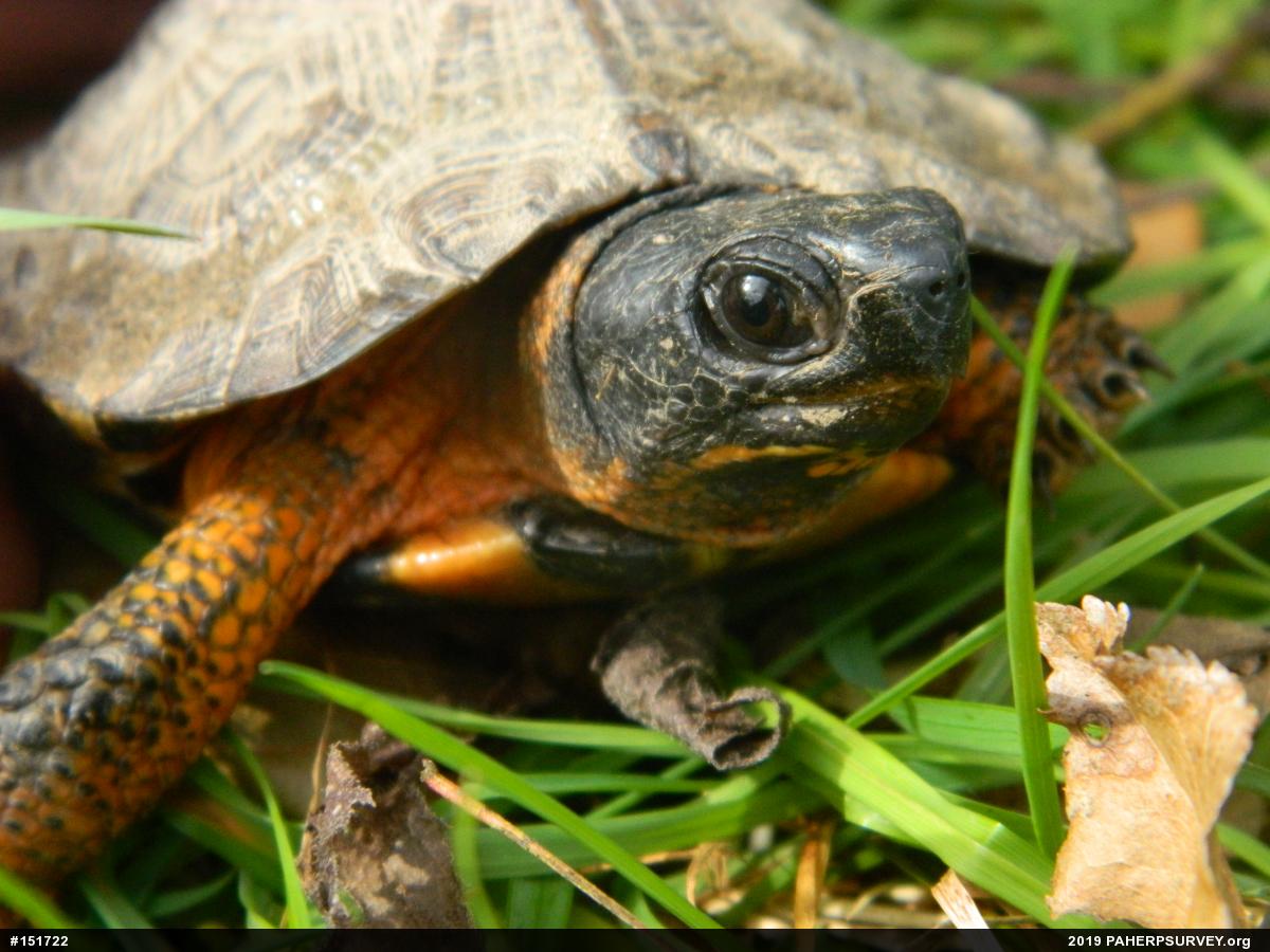 Wood Turtle