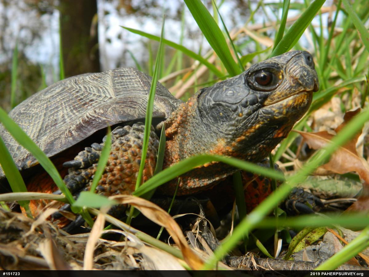 Wood Turtle